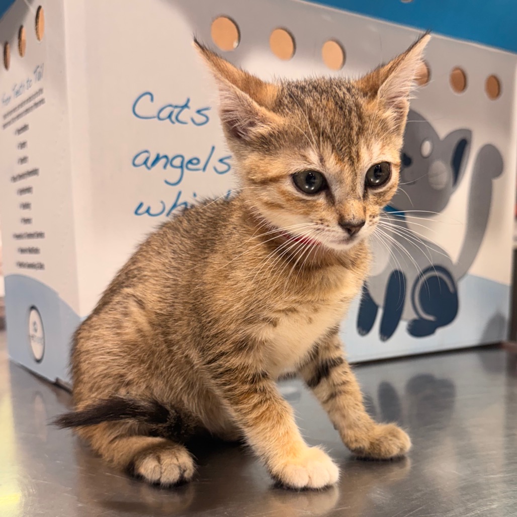 Shelter Stray Female Cat last seen , 3607 N Armenia Ave, Tampa, FL 33607, USA