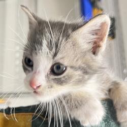 Shelter Stray Female Cat last seen , Animal Care & Control Team of Philly, 111 W Hunting Park Ave, Philadelphia, PA 19140, USA