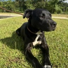 Shelter Stray Female Dog last seen , 3607 N Armenia Ave, Tampa, FL 33607, USA