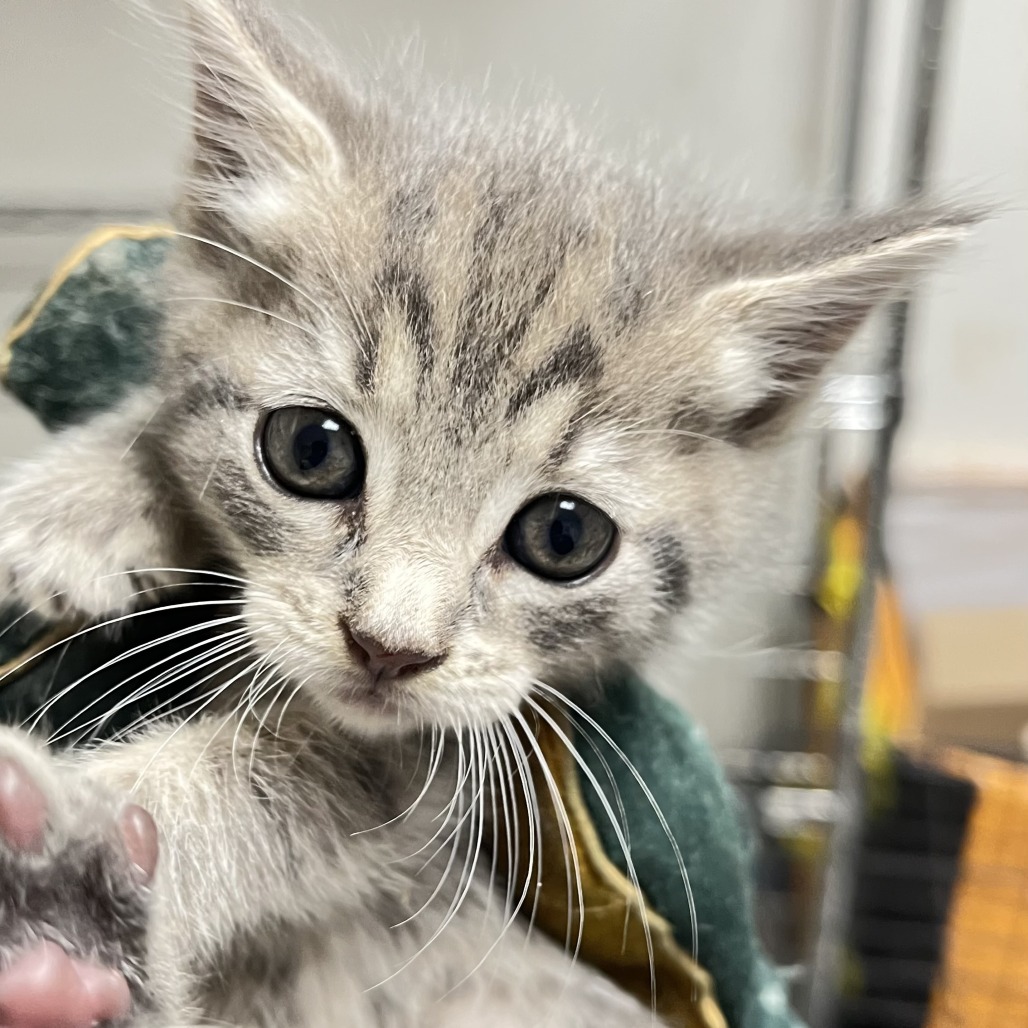 Shelter Stray Male Cat last seen , Animal Care & Control Team of Philly, 111 W Hunting Park Ave, Philadelphia, PA 19140, USA