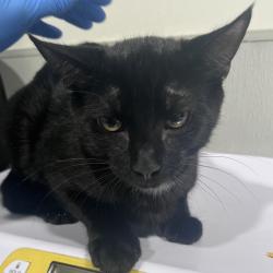 Shelter Stray Male Cat last seen , 3607 N Armenia Ave, Tampa, FL 33607, USA