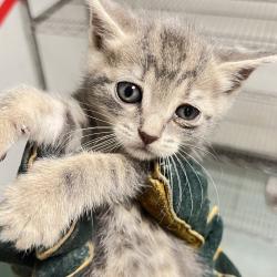 Shelter Stray Male Cat last seen , Animal Care & Control Team of Philly, 111 W Hunting Park Ave, Philadelphia, PA 19140, USA