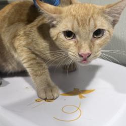 Shelter Stray Male Cat last seen , 3607 N Armenia Ave, Tampa, FL 33607, USA