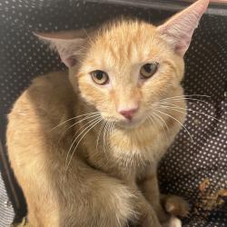 Shelter Stray Male Cat last seen , 3607 N Armenia Ave, Tampa, FL 33607, USA