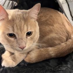 Shelter Stray Male Cat last seen , 3607 N Armenia Ave, Tampa, FL 33607, USA