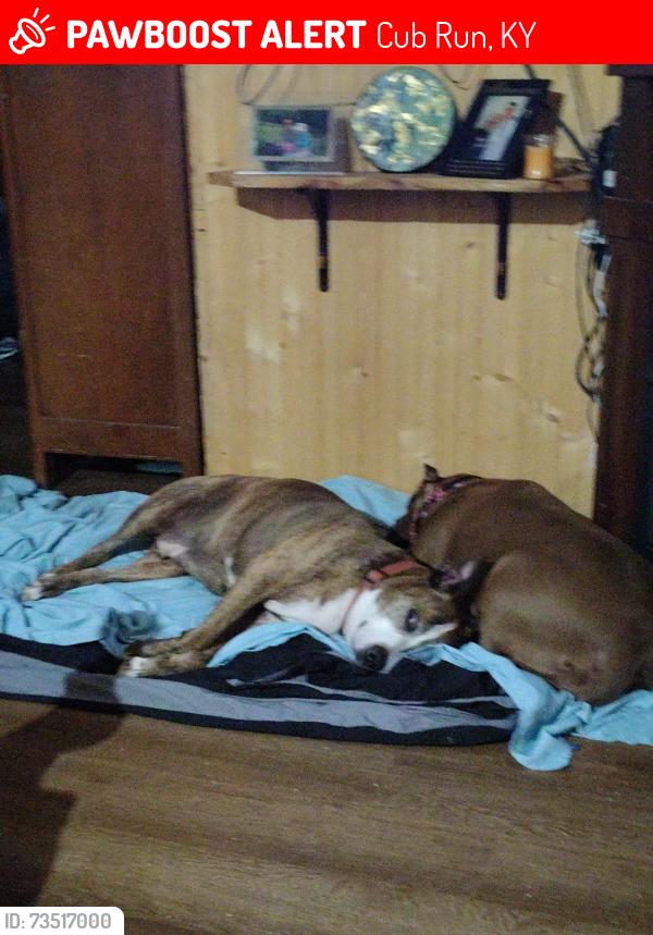 Lost Male Dog last seen Martin Pierce Rd, Cub Run, KY 42729