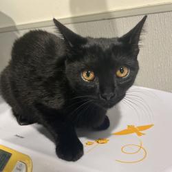 Shelter Stray Female Cat last seen , 3607 N Armenia Ave, Tampa, FL 33607, USA