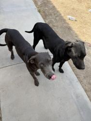 Found/Stray Female Dog last seen Leroy st behind miles park, Indio, CA 92201