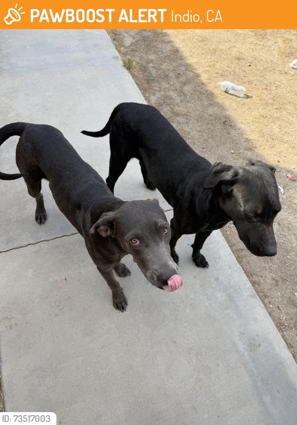 Found/Stray Female Dog last seen Leroy st behind miles park, Indio, CA 92201