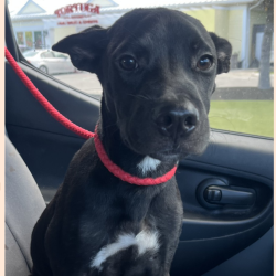 Shelter Stray Male Dog last seen , 3607 N Armenia Ave, Tampa, FL 33607, USA