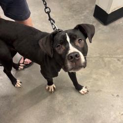 Shelter Stray Male Dog last seen , 3607 N Armenia Ave, Tampa, FL 33607, USA