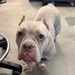 Shelter Stray Female Dog last seen , 3607 N Armenia Ave, Tampa, FL 33607, USA