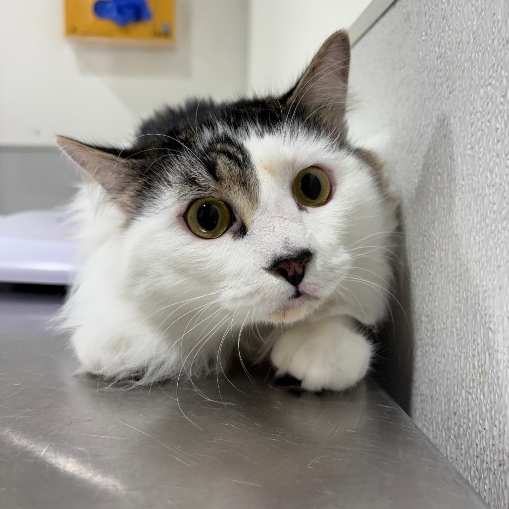 Shelter Stray Male Cat last seen , 3607 N Armenia Ave, Tampa, FL 33607, USA