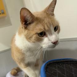 Shelter Stray Male Cat last seen , 3607 N Armenia Ave, Tampa, FL 33607, USA