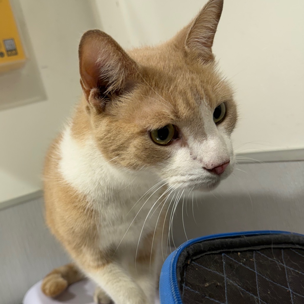 Shelter Stray Male Cat last seen , 3607 N Armenia Ave, Tampa, FL 33607, USA