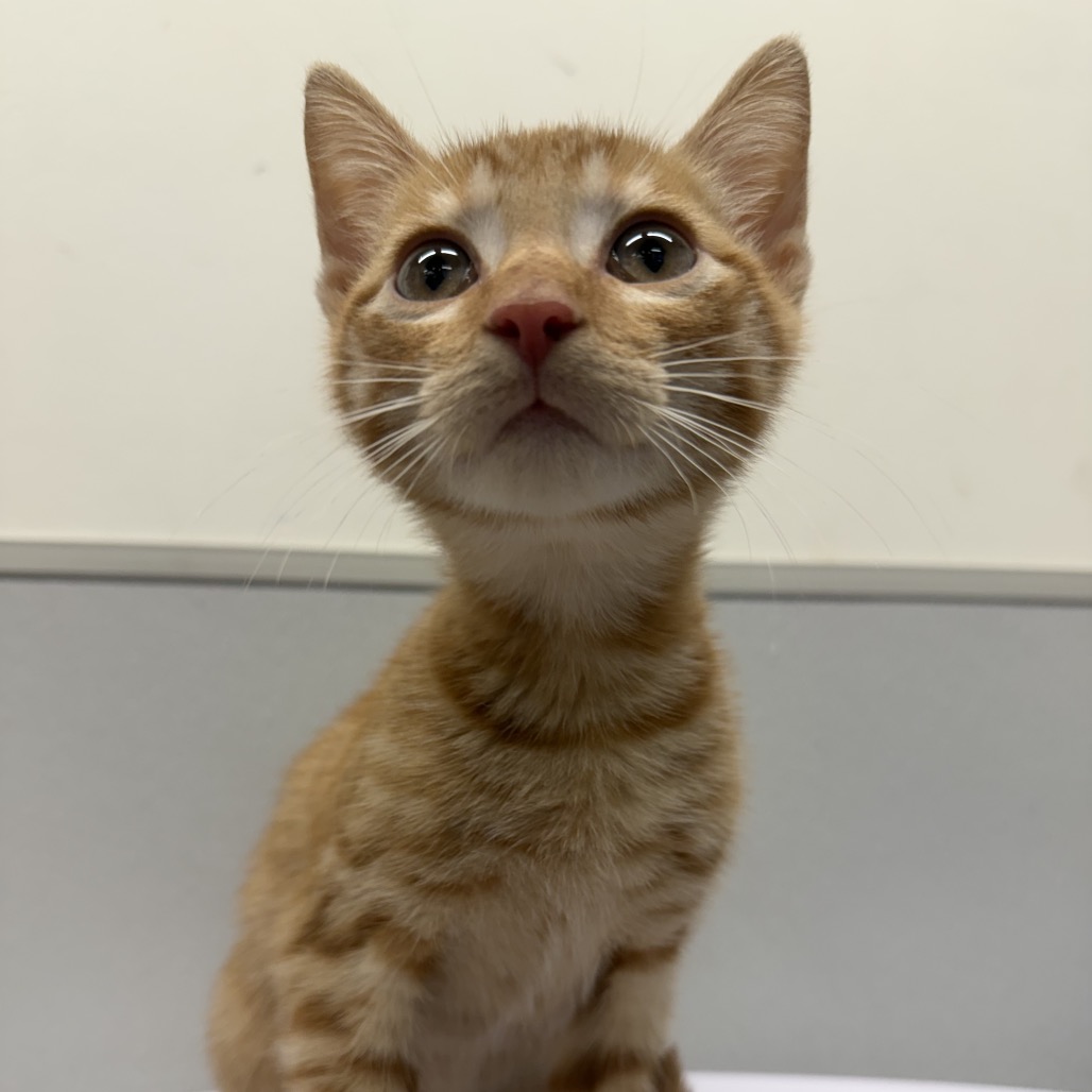 Shelter Stray Male Cat last seen , 3607 N Armenia Ave, Tampa, FL 33607, USA