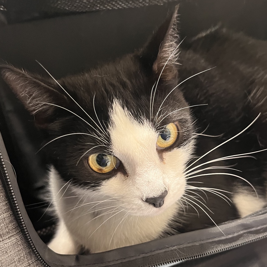 Shelter Stray Male Cat last seen , 3607 N Armenia Ave, Tampa, FL 33607, USA