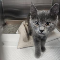 Shelter Stray Male Cat last seen , 3607 N Armenia Ave, Tampa, FL 33607, USA