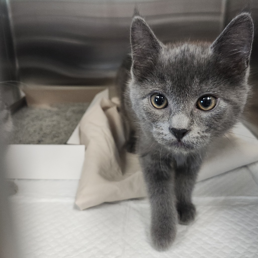 Shelter Stray Male Cat last seen , 3607 N Armenia Ave, Tampa, FL 33607, USA