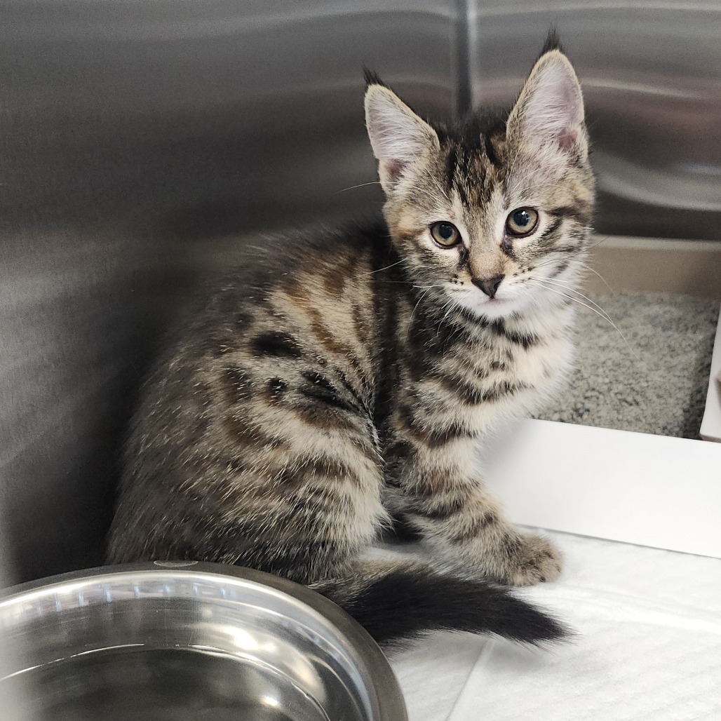 Shelter Stray Female Cat last seen , 3607 N Armenia Ave, Tampa, FL 33607, USA