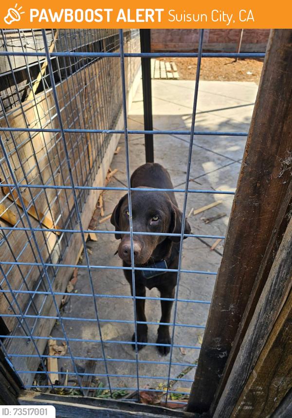 Found/Stray Male Dog last seen Sunset Shopping Center Black Bear Diner, Suisun City, CA 94533
