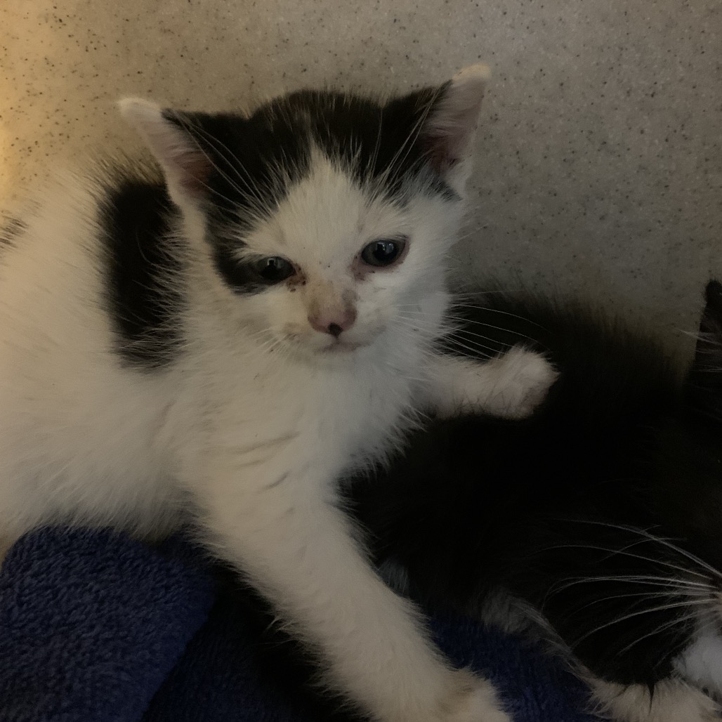 Shelter Stray Male Cat last seen , 361 S Raymond Ave, Pasadena, CA 91105, USA