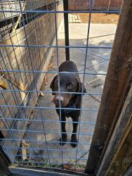 Found/Stray Male Dog last seen Sunset Shopping Center Black Bear Diner, Suisun City, CA 94533