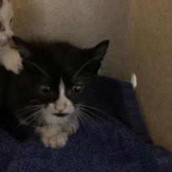 Shelter Stray Female Cat last seen , 361 S Raymond Ave, Pasadena, CA 91105, USA
