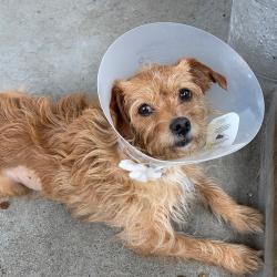 Shelter Stray Female Dog last seen , 361 S Raymond Ave, Pasadena, CA 91105, USA