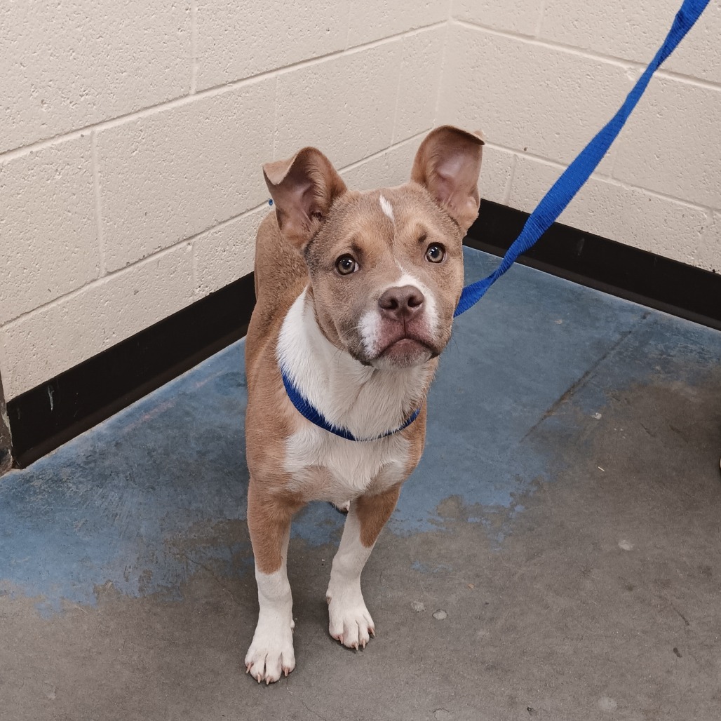 Shelter Stray Male Dog last seen , 2350 Appling City Cove, Memphis, TN 38133, USA