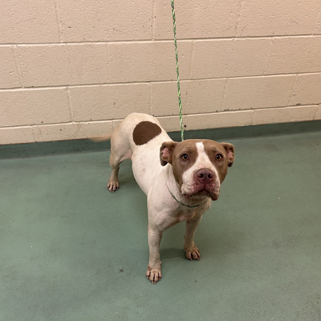 Shelter Stray Female Dog last seen , 2350 Appling City Cove, Memphis, TN 38133, USA