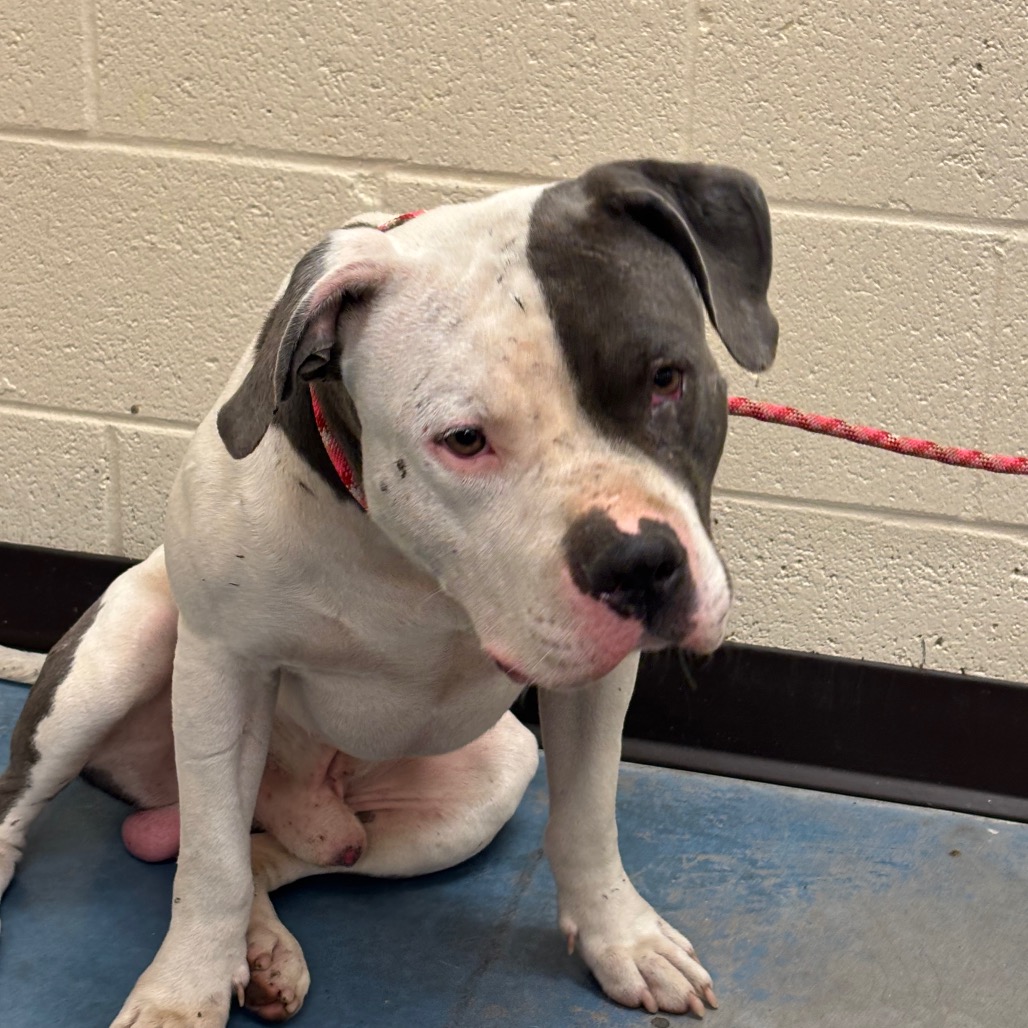 Shelter Stray Male Dog last seen , 2350 Appling City Cove, Memphis, TN 38133, USA