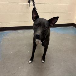 Shelter Stray Female Dog last seen , 2350 Appling City Cove, Memphis, TN 38133, USA