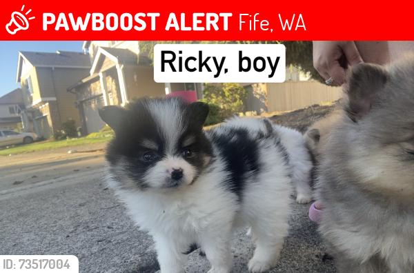 Lost Male Dog last seen 40th st e, Fife, WA 98424