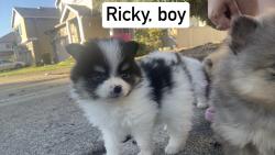 Lost Male Dog last seen 40th st e, Fife, WA 98424