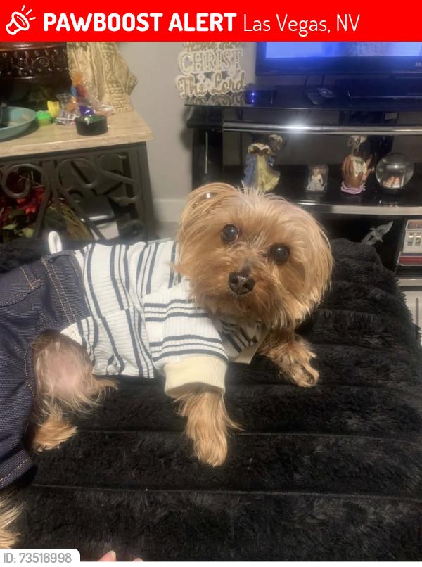 Lost Male Dog last seen Rancho and Washington, Las Vegas, NV 89106
