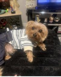 Lost Male Dog last seen Rancho and Washington, Las Vegas, NV 89106