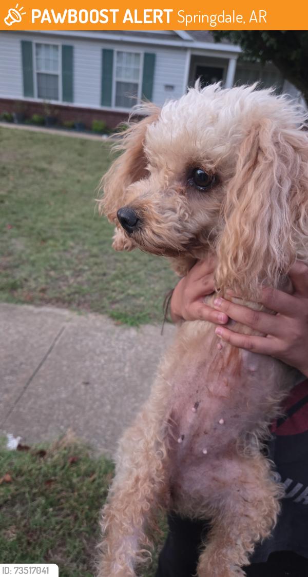 Found/Stray Female Dog last seen Buckeye Avenue, Springdale, AR 72762