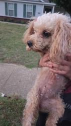 Found/Stray Female Dog last seen Buckeye Avenue, Springdale, AR 72762