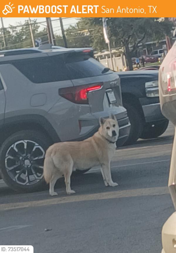Found/Stray Unknown Dog last seen Somerset, San Antonio, TX 78224