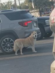 Found/Stray Unknown Dog last seen Somerset, San Antonio, TX 78224