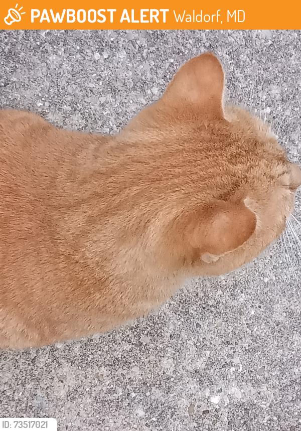 Found/Stray Unknown Cat last seen Silk tree ct, Waldorf, MD 20602
