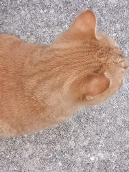Found/Stray Unknown Cat last seen Silk tree ct, Waldorf, MD 20602