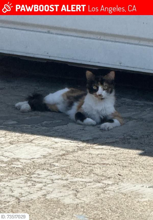 Lost Female Cat last seen Diane S. Leichman Career Preparatory and Transition Center, Vanalden Ave./Hart St., Los Angeles, CA 91335