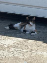 Lost Female Cat last seen Diane S. Leichman Career Preparatory and Transition Center, Vanalden Ave./Hart St., Los Angeles, CA 91335