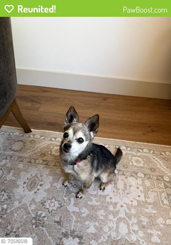 Reunited Female Dog last seen Pastrana and Adefa, La Mirada, CA 90638