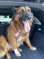 Reunited Male Dog last seen Near Barkerview Ct, Houston, TX 77084, USA, Houston, TX 77084
