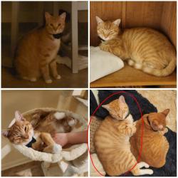 Reunited Female Cat last seen Near Ten Acre Park in Fairfield, Houston, TX 77433