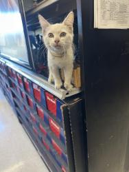 Found/Stray Unknown Cat last seen Autozone off Valle center and arrow, Covina, CA 91724