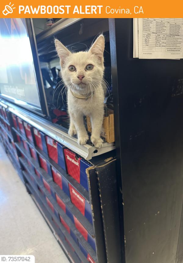Found/Stray Unknown Cat last seen Autozone off Valle center and arrow, Covina, CA 91724